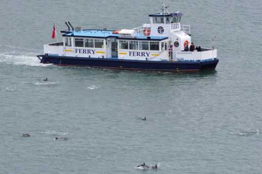 26 June 2021 - 10-44-46
Ferry passengers crossing between Dartmouth and Kingswear had a grand view as the dolphins surrounded them.
---------------
Dolphin invasion of the river Dart, Dartmouth